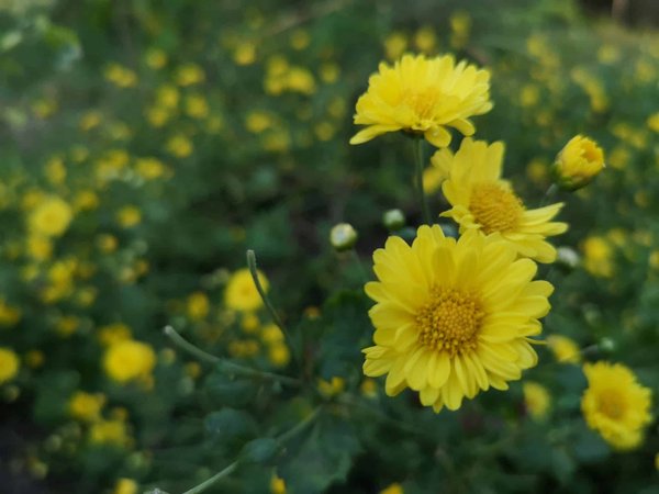 L'importance des flavonoïdes sur la production de fleur de chanvre